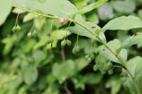 Polygonatum multiflorum