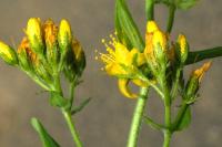 Hypericum hirsutum