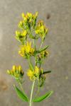 Hypericum hirsutum