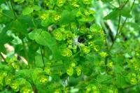 Euphorbia stricta