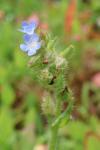 Lycopsis arvensis