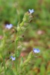 Lycopsis arvensis