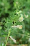 Vicia lutea
