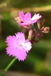 Dianthus carthusianorum