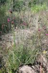 Dianthus carthusianorum