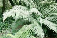 Dryopteris affinis