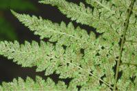 Dryopteris dilatata