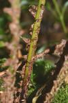 Dryopteris dilatata