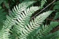 Athyrium filix-femina