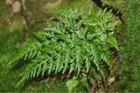 Asplenium adiantum-nigrum