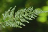 Asplenium adiantum-nigrum
