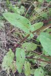Scrophularia auriculata