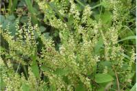 Teucrium scorodonia