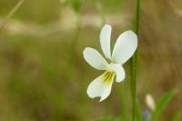 Viola arvensis