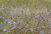 Jasione montana