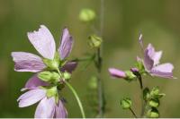 Malva moschata