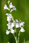 Linaria repens