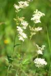 Filipendula ulmaria
