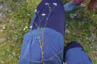 Asperula cynanchica