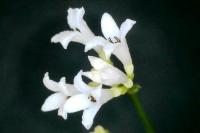 Asperula cynanchica