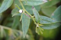 Aegonychon purpurocaeruleum