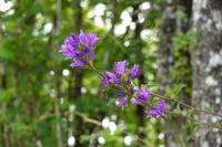Campanula glomerata