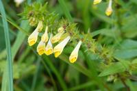 Melampyrum pratense