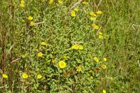 Pulicaria dysenterica