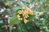 Viburnum lantana