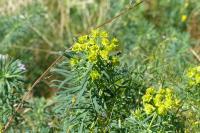 Euphorbia cyparissias