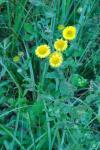 Pulicaria dysenterica