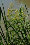 Lysimachia vulgaris