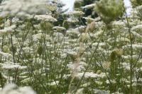 Daucus carota