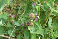 Arctium minus