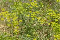 Pastinaca sativa