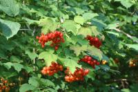 Viburnum opulus