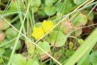Lysimachia nummularia