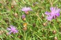Centaurea