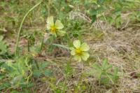 Potentilla recta