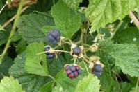Rubus caesius