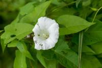 Convolvulus sepium