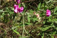 Lathyrus latifolius