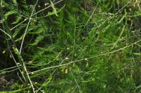 Asparagus officinalis
