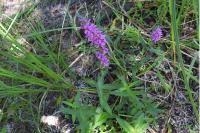 Lythrum salicaria