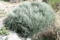 Cytisus oromediterraneus