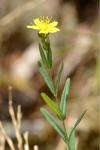 Hypericum linariifolium