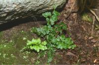 Asplenium obovatum