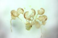Polypodium vulgare