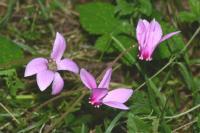 Cyclamen hederifolium
