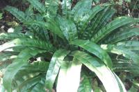 Asplenium scolopendrium